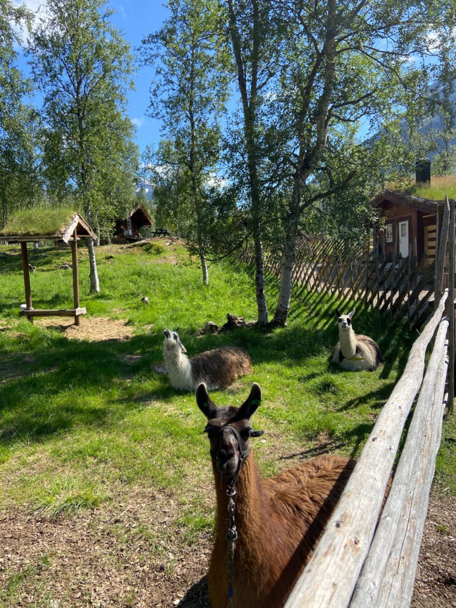Bardu Huskylodge المظهر الخارجي الصورة